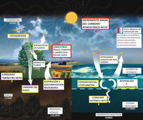 Ciclo del carbono - Wikipedia, la enciclopedia libre