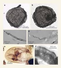 Image result for Micractis