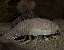 This may not seem very large, but factors including low light levels, freezing cold water, and a lack of oxygen prevent these isopods from growing very large. Giant Isopod Online Learning Center Aquarium Of The Pacific