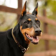 Dog Breeds With Black And Brown Fur These Black Dog Breeds Are So Cute You Won T Mind Cleaning Up Their Fur Black Dogs Breeds Dog Breeds Black Dog