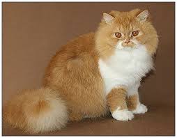 Her legs are strong but short and the tail is thick and plush. British Longhair Cat Red With White Orange Cats Cats Orange Cat