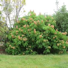 With orange blotch in center and white margins born in erect panicles, deciduous tree with. Aesculus X Mutabilis Induta Dwarf Horse Chestnut Trees