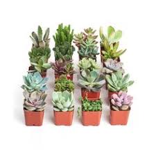 It also contains forest products, sand and perlite to help prevent soil. 100 Jyd S Ideas Planting Succulents Succulents Plants