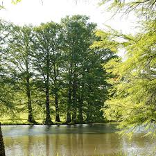 Image result for Taxodium