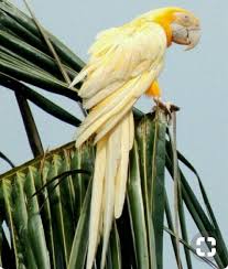 Pale Yellow Parrot Parrot Pet Birds Colorful Birds