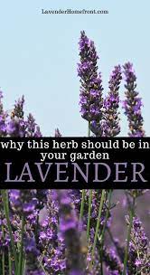Why You Should Grow Lavender In Your Garden Plants Growing Lavender Starting A Garden
