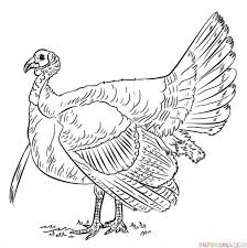 How To Draw A Turkey Step By Step Drawing Tutorials Turkey Coloring Pages Bird Drawings Drawing Tutorial Can we replicate a conservation success for this brushturkeys are actually megapodes, a family of birds only in australasia, polynesia, new guinea, and indonesian islands east of the wallace line. how to draw a turkey step by step