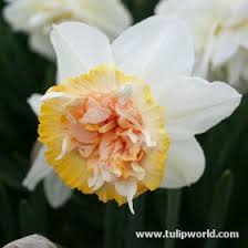 A Unique Daffodil Voted The Number 2 At Show Flower At The 1983 Narcissus Show At Keukenhof Holland Beautiful Contras Daffodils Birth Month Flowers Narcissus