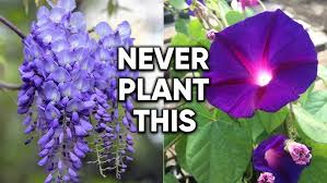 Image result for Hartliella