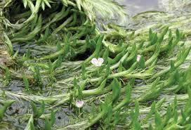 Image result for Mayaca baumii