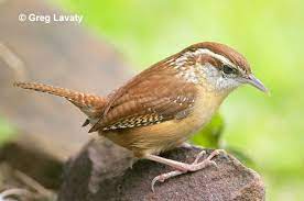 List of birds of south carolina facts for kids. Watching And Feeding Birds In South Carolina