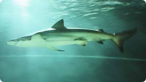 copper shark facts types of sharks shark breeds kopekbaliklari kopek baligi megalodon