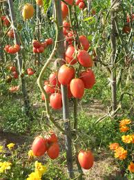 Tomate Rio Grande Tomates Anciennes Tomates