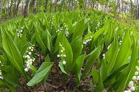 More images for how to plant lily of the valley bulbs » How To Grow Lily Of The Valley A Fragrant Shade Lover Gardener S Path