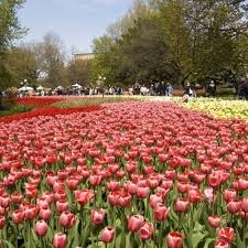 Image result for The best Flower in the world