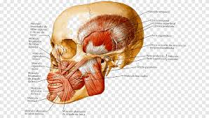 Andere organe, wie zum beispiel der magen, die milz, die gallenblase, die bauchspeicheldrüse und die nieren, können normalerweise nicht getastet werden. Menschlicher Korper Menschliche Anatomie Muskeln Der Kauzelle Frank H Netter Abdomen Anatomie Png Pngegg