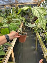 Image result for Cercestis