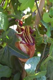 Image result for Aristolochia triactina