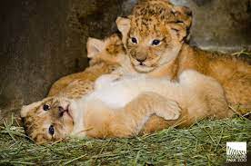Pin On Animals