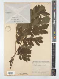 Image result for Albizia zimmermannii