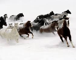 As a part of team canopus, she as seen as its most ordinary member and doesn't have an interesting personality trait, unlike the rest of her teammates. Horses Beautiful Nature Wallpaper 23445435 Fanpop