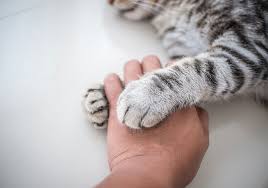 We did not find results for: Pet Cremations Yorkshire Prices Yorkshire Pet Crematorium