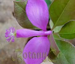 Image result for Polygala xanthina