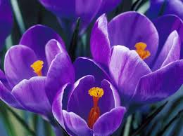 Anemone flowers are available in many colors with each symbolizing a different meaning. 34 Different Types Of Purple Flowers For Your Garden Purple Flowers Meaning