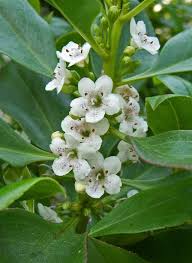 Image result for Myoporum