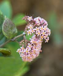 Image result for Rogiera amoena