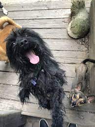 Adopt Grape On Petfinder Paws Rescue Pet Search Terrier Mix Dogs