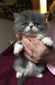 Cream fur, blue eyes, flat face. Persian Cats For Sale Cleveland Oh 284623 Petzlover