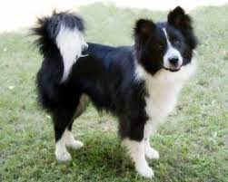 Excellent Photo Mini Border Collies Suggestions In 2021 Border Collie Border Collie Corgi Mix Mutt Dog