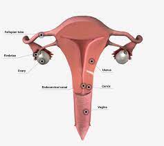 Understand the differences in male/female internal duct develpoment. Female Internal Genital Organs Nursing Lecture