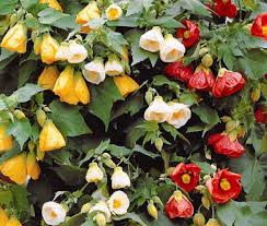 Image result for Abutilon sp.no.1