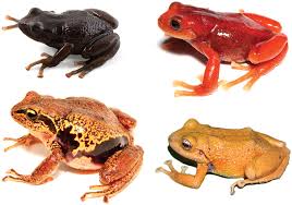 Image result for Pristimantis bambu