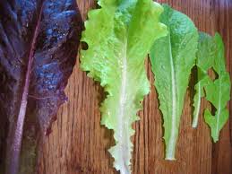Morning is the best time for the harvest as heads will be at their freshest. Harvesting Lettuce How To Harvest And Store Lettuce For Fresh Delicious Garden Salads Insteading