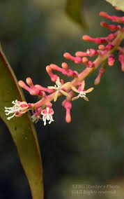 Image result for Helixanthera