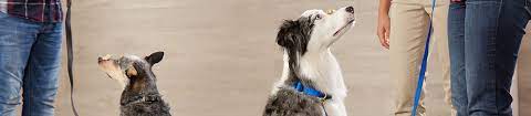 Where can i take my dog for training? Dog Training Requirements About Petsmart Training Petsmart