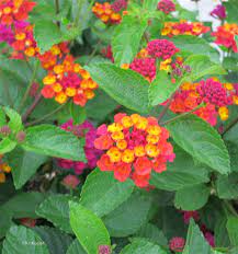 Lantana Flower Meaning Best Flower Wallpaper