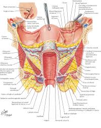 Viscera Uterus Ranzcrpart1 Wiki Fandom