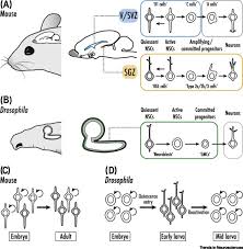 Therefore, the game brings a new puzzle experience that can be lots. Quiescent Neural Stem Cells For Brain Repair And Regeneration Lessons From Model Systems Trends In Neurosciences
