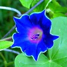 Kikyo Zaki Morning Glory Seeds Mix Picotee Japanese Blue Etsy In 2021 Morning Glory Flowers Climbing Flowers Trellis Garden Vines