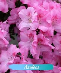 Are azalea plants poisonous?the answer is yes. 21 Beautiful But Deadly Flowers Killer Plants To Watch Out For Yhmag