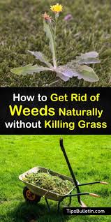 Use hot or cold water to get rid of ants in your yard, you need to find the ant hills that signify their nest or colonies. 18 Natural Ways To Kill Weeds But Keep The Grass