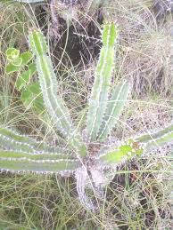 Image result for Euphorbia mlanjeana