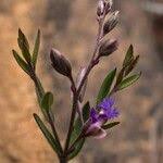 Image result for Polygala persicariifolia