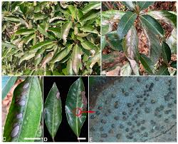 Image result for Colletoecema