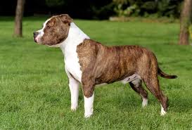 American staffordshire terrier breed maintenance. American Staffordshire Terrier Males Wds2018
