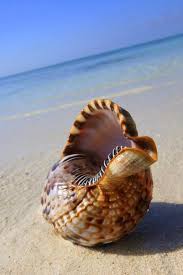 I Hear Tings Sea Shells Shells Canvas Photography